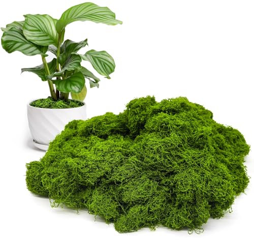 CHAOTEMAI Fausse Plante Mousse Artificielle Fausse Mousse Mousse Artificielle Decoration Mousse Verte Fleuriste Lichen Stabilisé Végétaux Artificiels Stabilisée Islande Mousse (Vert foncé 200g)