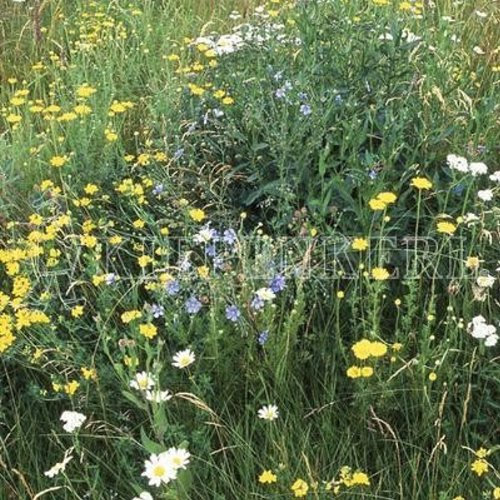 Kiepenkerl RSM 8.1.4 Biotopmischung | 1kg Schattenrasen - Teilschatten