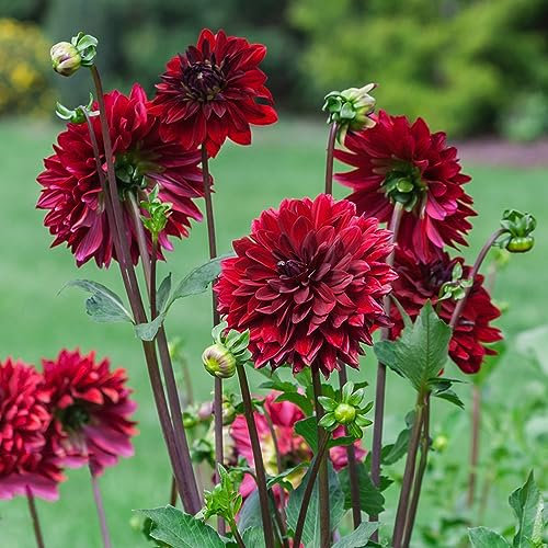 6 pcs zwiebeln dahlien knollen - dekopflanzen dachbegrünung,dahlie dahlia, kleine geschenke zwiebel wildblumen plants blumenzwiebel winterharte stauden mehrjährig pflanztopf pflanze