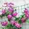 6 pcs clematis winterhart mehrjährig zwiebeln, Klematis, frühlingsblumen zwiebeln, stauden clematis pflanzen zwiebel - Clematis florida - schnellwachsende kletterpflanzen, kübelpflanzen