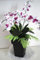 Orchideen Gesteck XL Kunstblumen Gesteck 65 cm hoch künstliche Blumen