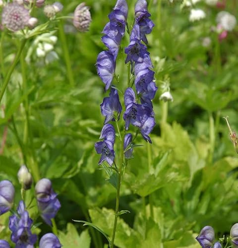 Eisenhut Kleiner Ritter - Aconitum napellus - lebende Gartenpflanze aus den Baumschulen
