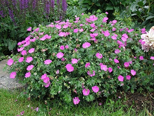 3 x Geranium sanguineum 'Max Frei' (Winterhart/Stauden/Staude/Mehrjährig/Bodendecker) Blut Storchschnabel - Kompakt, leuchtend und unermüdlich blühend - Tolle leuchtende Blüten - von Stauden Gänge