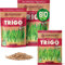 ZenGreens® - Semi di grano biologico - Scegli tra 10g, 200g e 500g - Germogli di grano - Germinazione superiore al 97% - Microgreens