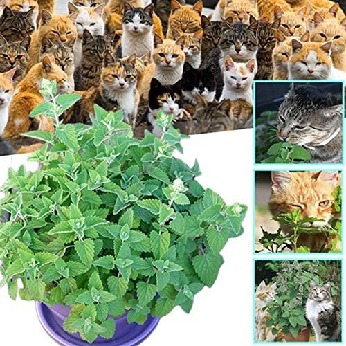 Generic Semillas de hierba gatera, 200 unids/bolsa semillas de hierba gatera hierbabuena de alta germinación hierbas de menta comestibles para interior y exterior plántulas de hierba para jardín S