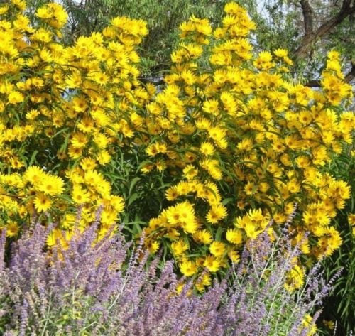 200 + Maximilian (Prairie) Semi di Girasole Erbstück perenne Store SEME Piccolo