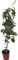 Vivaio Garden Forest Pianta di Kiwi Actinidia Chinensis, Pianta Autofertile, Pianta di Kiwi, Pianta reale, Pianta rampicante, Cina, Sapore dolce, Frutta ricca di Vitamina C, Vaso 18cm, H180cm