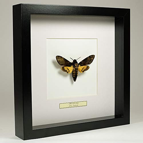 Acherontia atropos – Sphinx tête de Mort - Vrai Papillon de taxidermie monté sous Verre dans Un Cadre Fait Main en Bois Noir