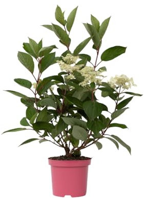 Plant in a Box - Hydrangea paniculata 'Early Harry' - Hortensia - Blanc - Arbuste Caduc Fort et Résistant à l'Hiver - Pot 19cm - Hauteur 25-40 cm