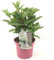 Plant in a Box - Hortensia 'Early Harry' - Hortensia - Arbusto Deciduo Fuerte y Resistente al Invierno - Maceta 19cm - Altura 25-40 cm