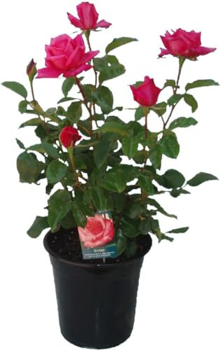 Rosal Arbustivo Rosa Natural Planta de Primavera para Renovar tu Jardín