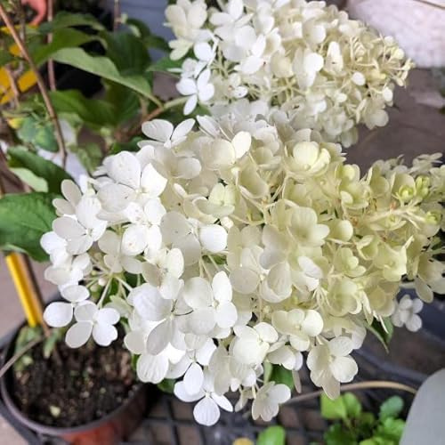Vivai le Georgiche - Pianta vera di Hydrangea paniculata Polar Bear Ortensia paniculata 'Polar Bear' - vaso Ø 18 cm