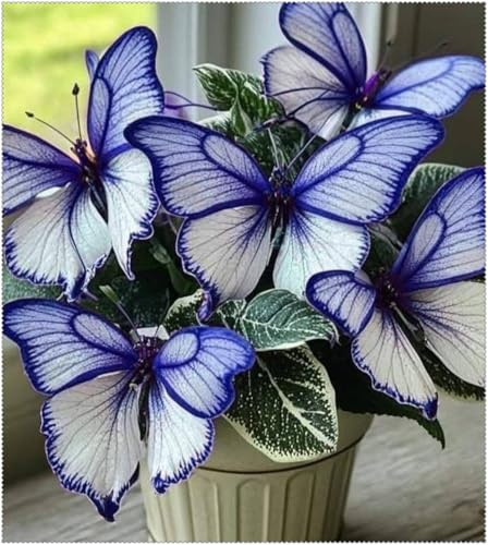 Hosta Rhizom, Funkien winterhart mehrjährig, Mitternacht Schmetterling, Balkongarten-Dekoration, Bepflanzung im Frühling und Herbst, pflegeleicht-3 rhizome-g