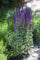 Salvia nemorosa 'Blauhügel' Garten-Blüten-Salbei Staude im Topf gewachsen
