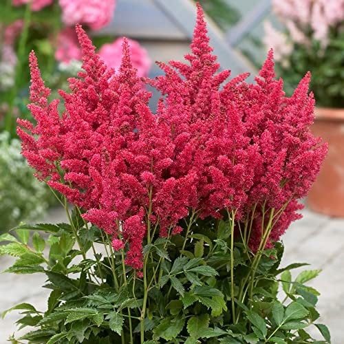 Astilbe Short 'n' Sweet Fireberry | Garden Ready Herbaceous Perennial Plants | Red Flowering Outdoor Potted Plant for Borders, Flower Beds and Pots (9cm Pot, 10-20cm)