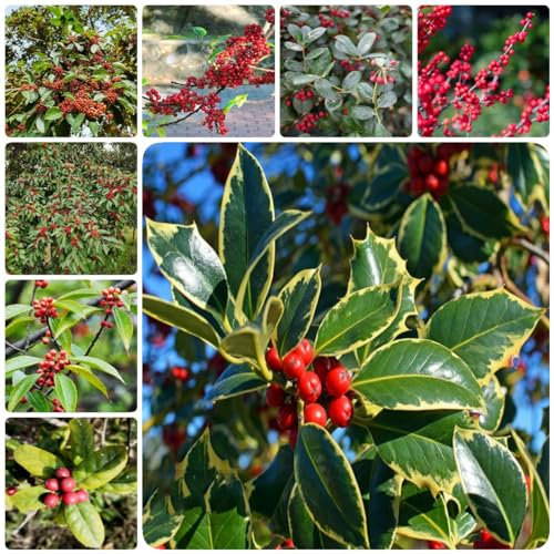 90 pcs stechpalme Samen exotische zimmerpflanzen samen,Ilex aquifolium, winterfeste pflanzen für balkon steingartenpflanzen winterhart gartenpflanzen exotische samen garten samen