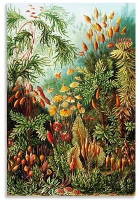 Ernst Haeckel Malerwerke, Poster, Leinwand, Wandkunst, dekorativ, Schlafzimmer, modern, Heimdruck, Kunstwerke, 20 x 30 cm