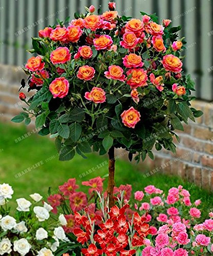 New Fresh 100pcs Mixed Rose Blumensamen