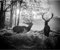 decomonkey Fototapete Hirsch 400x280 cm XL Tapete Fototapeten Vlies Tapeten Vliestapete Wandtapete moderne Wandbild Wand Schlafzimmer Wohnzimmer Natur Landschaft