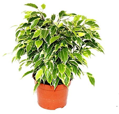 Exotenherz - Birkenfeige - Ficus Kinky - weissbunte Blätter - 1 Pflanze - pflegeleicht - luftreinigend - 12cm Topf