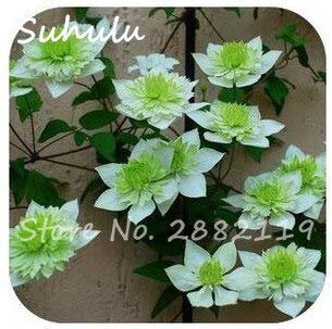 Seltene 50 Samen/Tasche Clematis Samen Klettern Schöne Blumensamen Topfpflanzensamen Balkon Clematis Hybridas