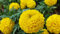 Graines Rose d'inde double grande varié - sachet d'environ 300 graines - Tagetes/erecta/Asteraceae - Graines de style