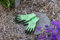 Keron Handschuh ThinkGreen Universal grün, Latexschaum Gr. 8/M