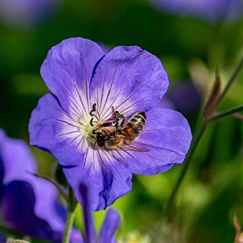 Storchschnabel 'Rozanne'® violett, Topf-Ø 12 cm, 3er-Set
