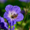Storchschnabel 'Rozanne'® violett, Topf-Ø 12 cm, 3er-Set