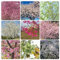 kirschblüten bonsai samen, pflanzen samen indoor, kletterpflanzen kirschblütenbaum pflanzen für draußen, gartenpflanzen winterhart garden, blumen samen pflanzen draußen, sträucher 60pcs