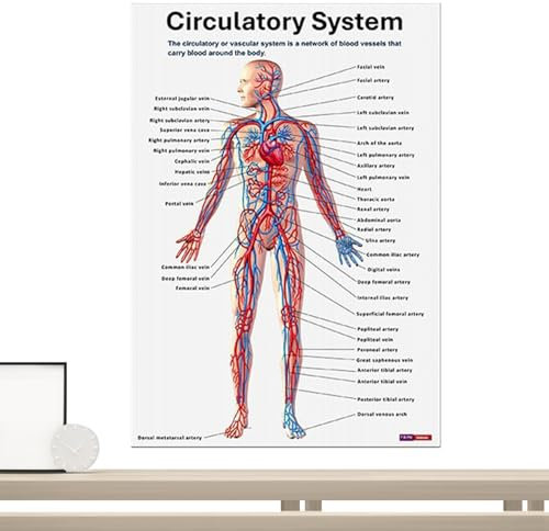 Poster Human Anatomy – 16 x Muskel-Anatomie-Tafeln – umfassende pädagogische anatomische Diagramme für Studierende und Lehrende