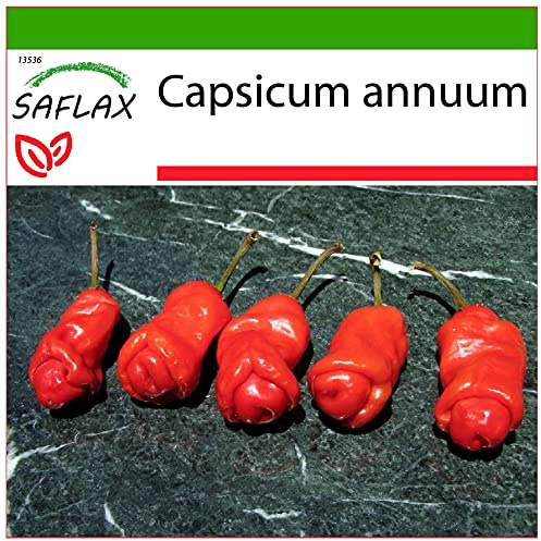 SAFLAX - Chili - Peter Peppers Penis Chili - 10 Samen - Mit keimfreiem Anzuchtsubstrat - Capsicum annuum