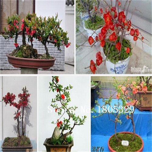 Andere: heißer Verkauf 300 Stücke Begonie Samen (Rosa Farben) Begonie Bonsai Blumensamen