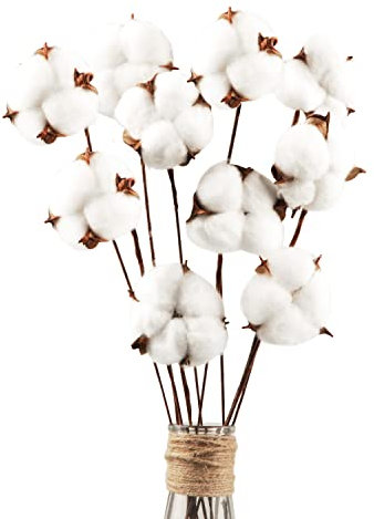 10 Stück Baumwolle Deko Natürlich Getrocknete Baumwolle Trockenblumen Deko Getrocknet Blumen Deko, Dekoration für die perfekte Hochzeit、Blumen Arrangements Heim Decor DIY Dekoration Home Party