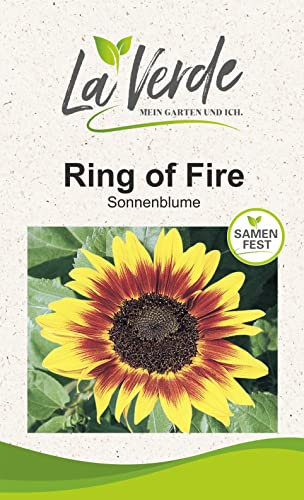Sonnenblume Ring of Fire Blumensamen