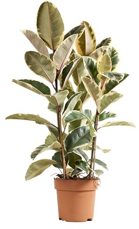 Bloomique - Ficus Elastica Tineke - Gummibaum - Zimmerpflanzen - Luftreinigend - 90-110 cm hoch - Topf 27