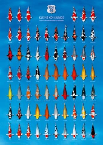 AquaLogistik Koi Poster 66 - Wandposter - Plakat - Modern - Hochformat - Ungerahmt - Indoor - 84L x 60B cm