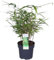 Bloomique - Fargesia rufa - Bambou non traçant - Persistant - Plantes de jardin - Rustique - 20-30 cm de haut - Pot 10 cm