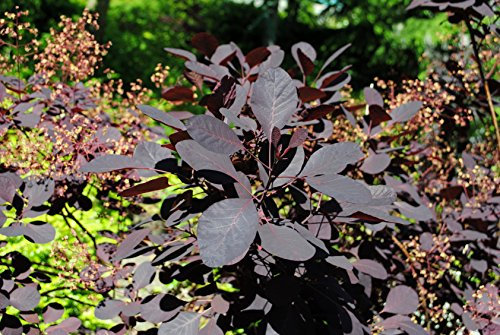 Müller Münchehof GmbH Roter Perückenstrauch im Topf/Container Größe 60 bis 80 cm