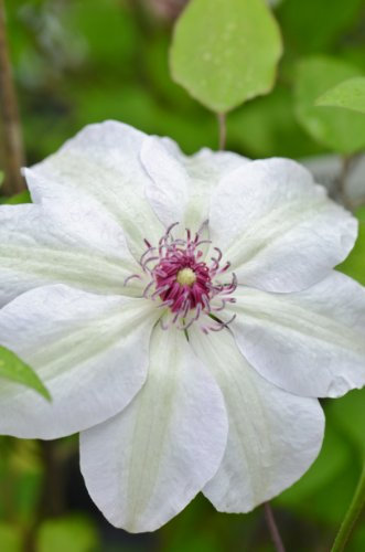 Clematis 'Miss Bateman' AGM