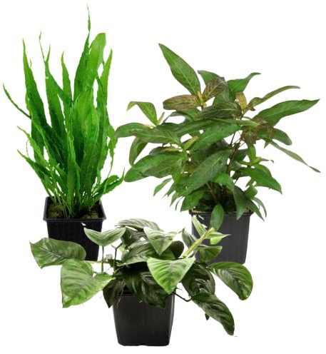 AquaOne Aquarium Pflanzen I 3X Mutterpflanzen XL I Mutterpflanze Aquarienpflanze I Anubias barteri Microsorum pteropus Hygrophila corymbosa I Set mit 3 Wasserpflanzen