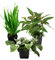 AquaOne Aquarium Pflanzen I 3X Mutterpflanzen XL I Mutterpflanze Aquarienpflanze I Anubias barteri Microsorum pteropus Hygrophila corymbosa I Set mit 3 Wasserpflanzen