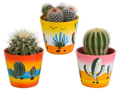 Cactus | Mezcla de Cactus Bola en Maceta Mexicana | 3 Piezas | Varias variedades | Ø 9,5 cm | 13-16 cm | Plantas de Interior de fácil Cuidado | Incluye Maceta de Color a Juego