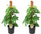Plant in a Box - Monstera 'Monkey-leaf' Bastoncino di muschio - Set di 2 - Pianta da foro - Pianta da appartamento verde - Vaso 16cm - Altezza 60-70cm