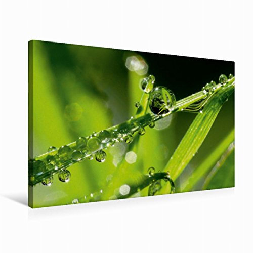 CALVENDO Meine kleine grüne Wassertropfen Welt