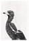 Maxwell & Williams Marini Ferlazzo Birds Bedrucktes Geschirrtuch mit Australischem Königspapagei Design, Baumwolle, Schwarz/Weiß, 50 x 70 cm