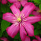 Clematis Ville de Lyon 1L - Pflanze für Anfänger und professionelle Gärtner - Ideal für Kleingarten, Garten - Schöne Pflanze mit ungewöhnlichen Blüten - Genießen Sie jeden Tag ihre Farben