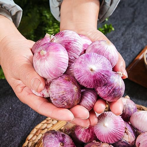 4 pcs Knoblauchzwiebeln/Pflanzknoblauch Winterhart Zwiebeln gartenpflanzen winterhart mehrjährig Steckknoblauch Frühjahr blumenzwiebeln mehrjährig winterhart gewächshaus balkon gartenpflanzen