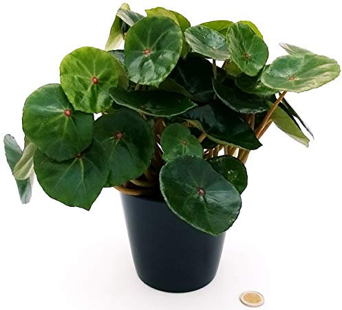 POWERS TO FLOWERS - BEGONIA REX CONCHIFOLIA, pianta vera