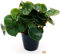 POWERS TO FLOWERS - BEGONIA REX CONCHIFOLIA, pianta vera